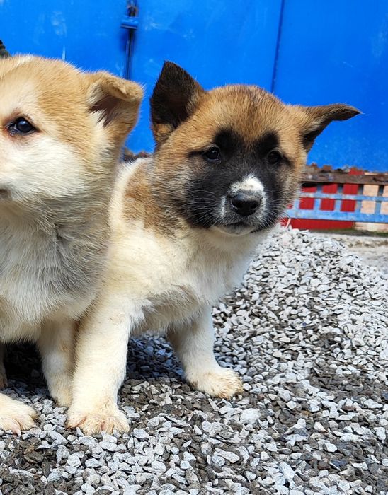 Американська акіта