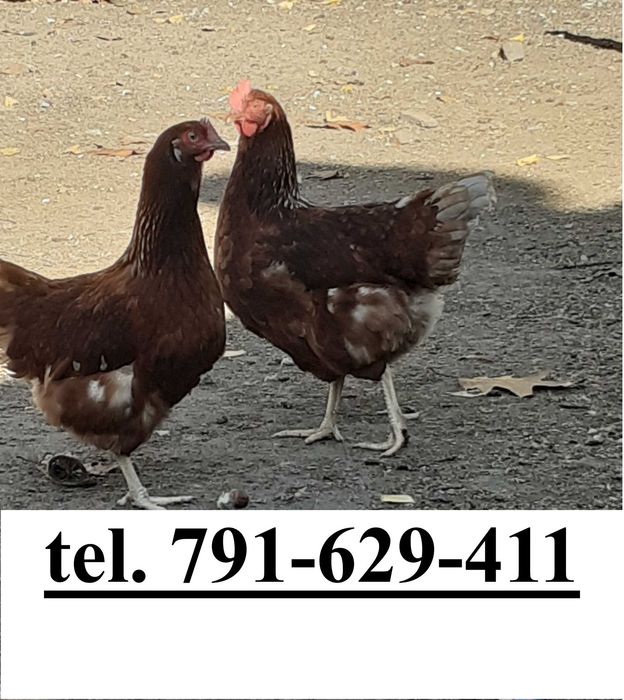 Kury Nioski Rosa Lohman Brown Sendy Leghorn Isa Dominant Darkshel blue