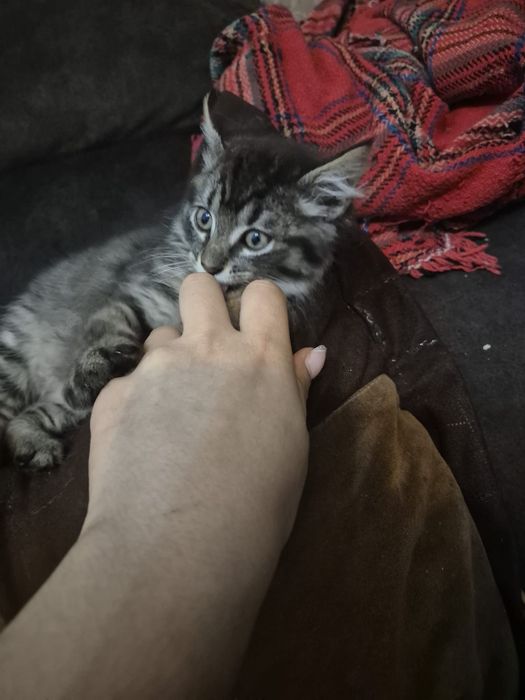 gatinho dos bosques