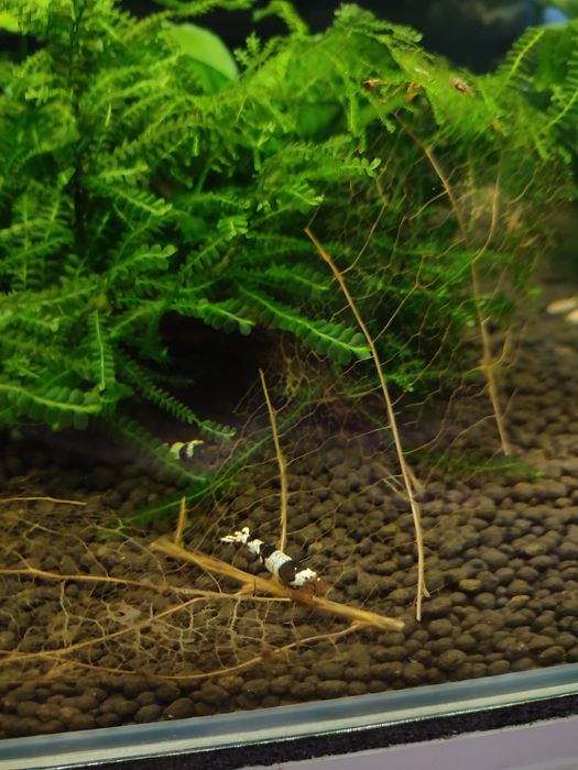 Krewetki crystal black PBL