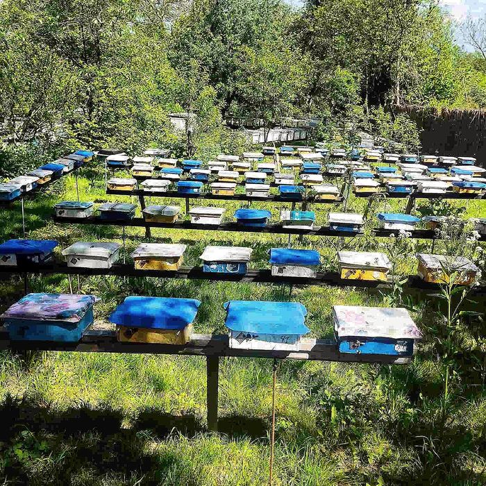 Продам матки карпатської породи.