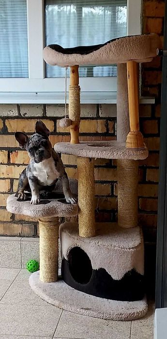 Французький бульдог 7 міс. Кобель