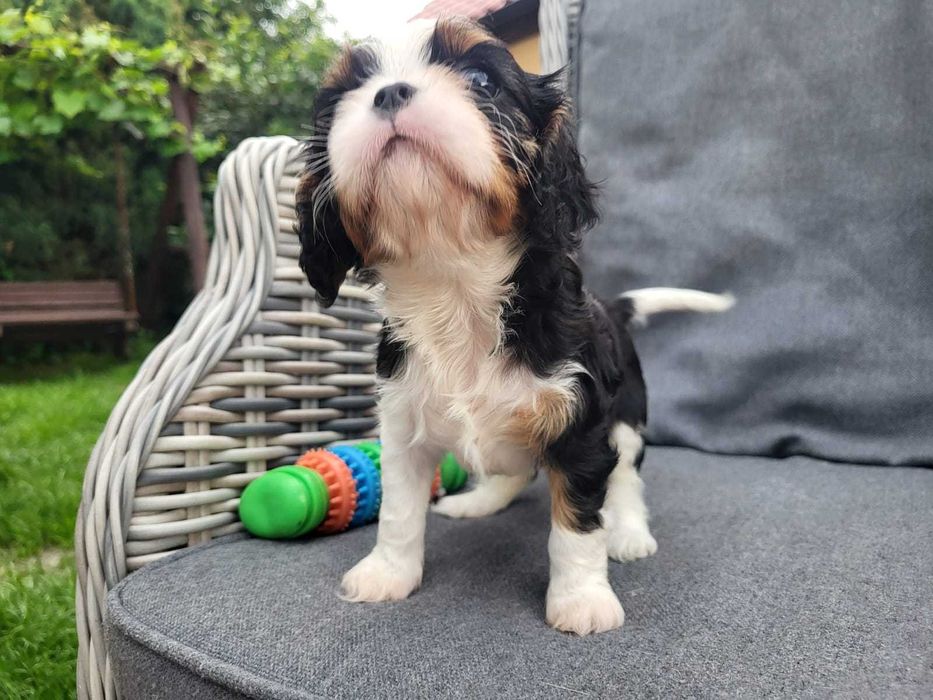 Cavalier King Charles Spaniel FCI