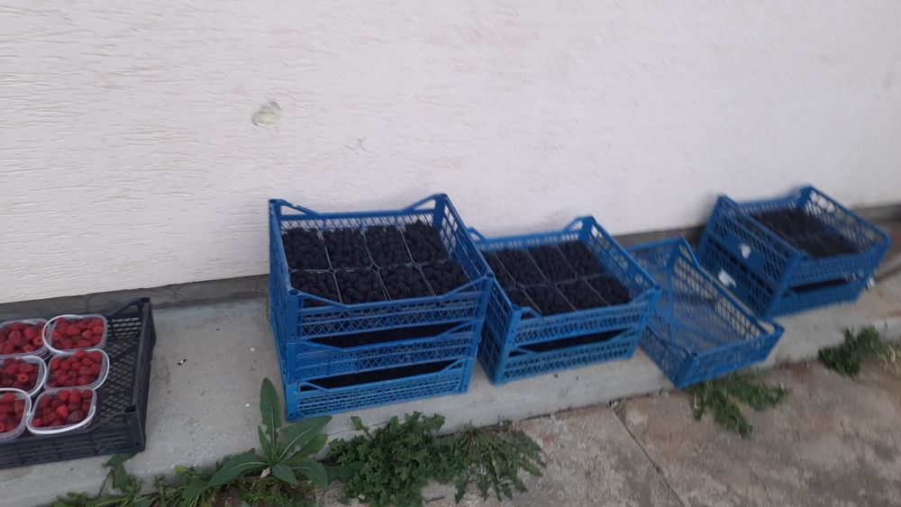 Малина, ожина заморожена. Івано-Франківськ