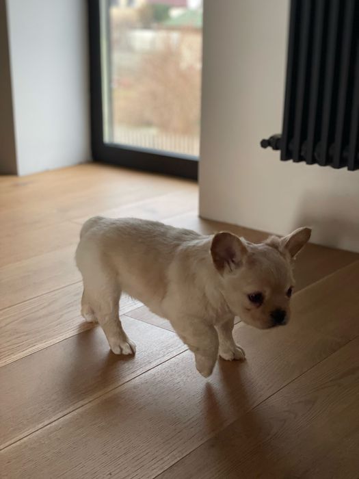 Французький бульдог флаффі