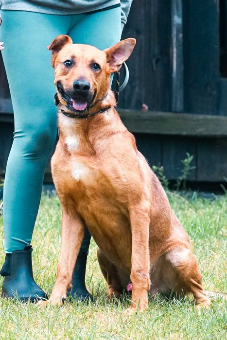 CYGAN - wesoły, młody , duży pies