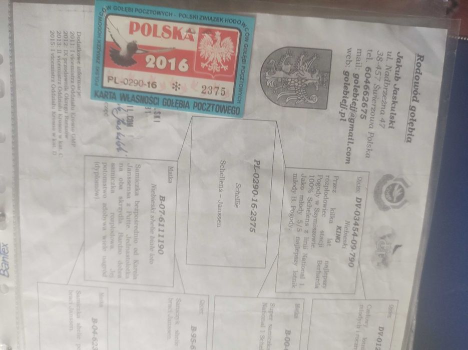 golebie pocztowe mlode 25 rok OKAZJA