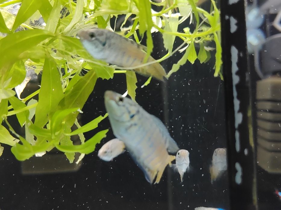 Wielkopłetw wspanialy