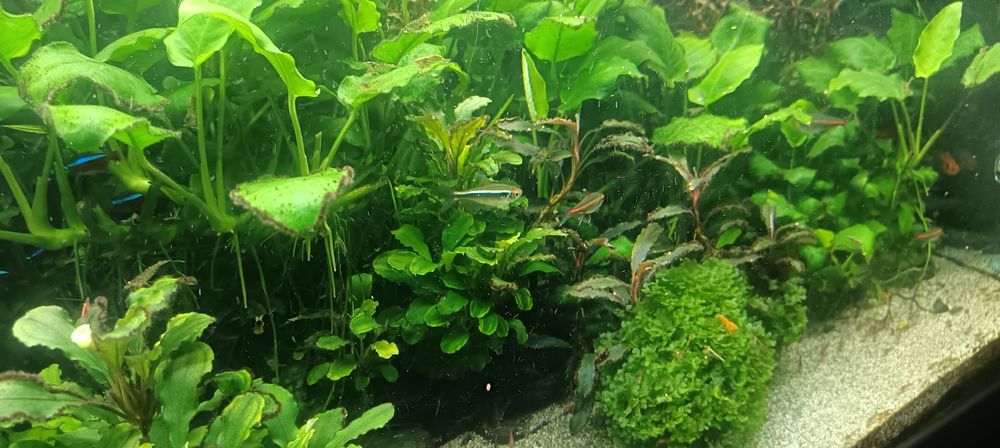 Vendo ou troco plantas e peixes tropical