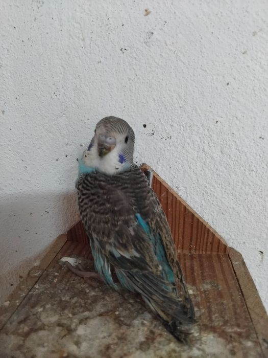 Vendo ou  troco por outras aves no meu interesse