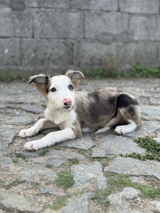 Border Collie merle