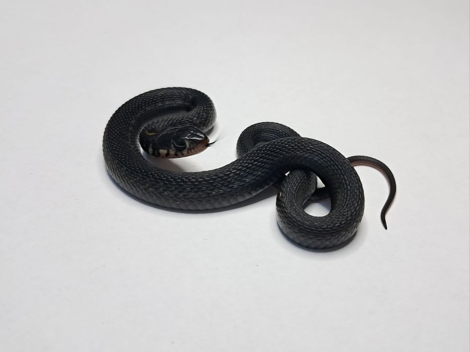 Wąż pończosznik Thamnophis eques cuitzeoensis cb25