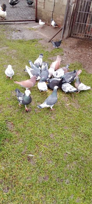 Gołębie pocztowe na sprzedaż