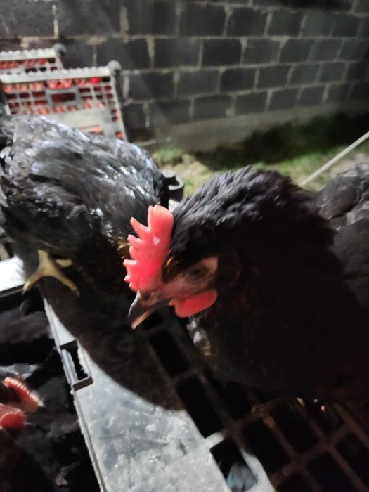Kury nioski młode Rosa Leghorn Messa z pierwszym jajkiem. Dowóz Gratis