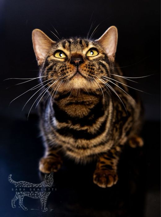 Бенгальскі котенята котята котики відкрити для броні бенгали уголь