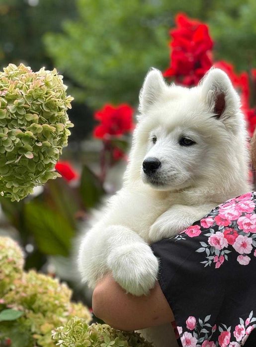 SAMOYED szczeniak suczka ZKwP