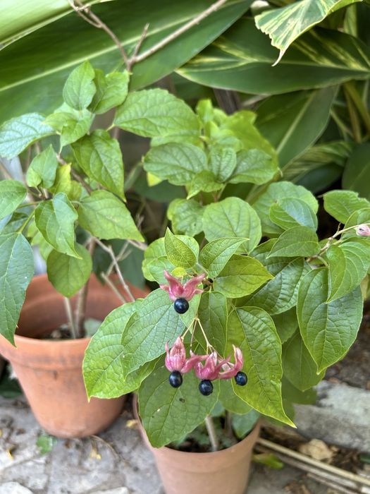 Clerodendrum trichotomum – Clerodendro-do-Japão – exemplar adulto em vaso, florido/frutificado
