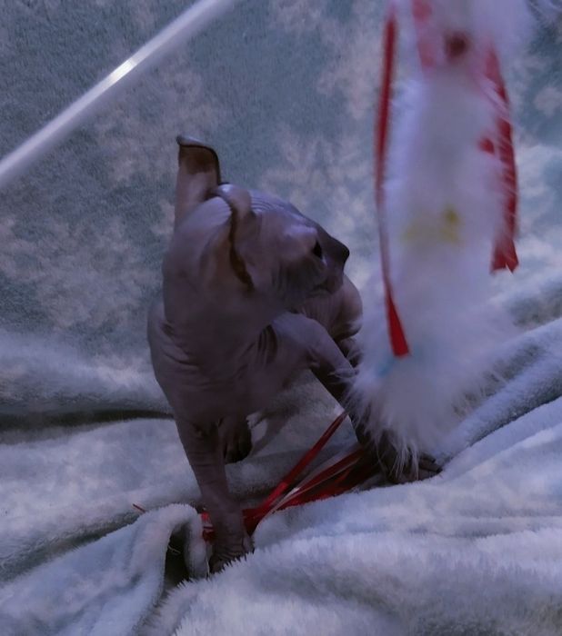 Черный эльф.Канадский сфинкс