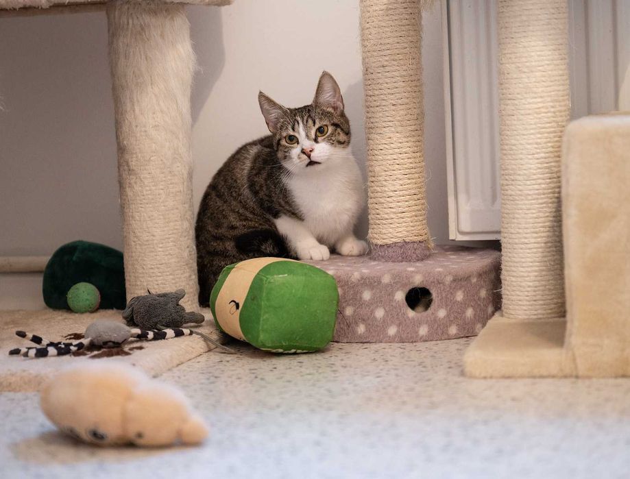 Kotka do adopcji - KLAWA, 1 rok