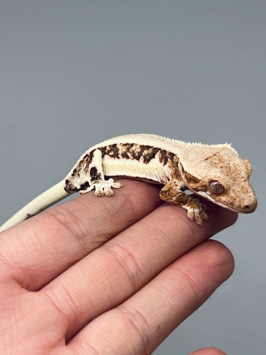 Gekon orzęsiony samica lily white