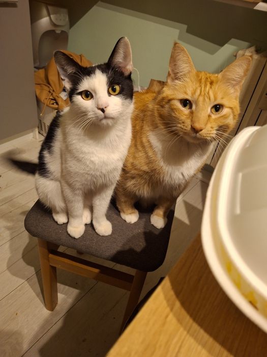 Zaginąło kocie dziecię