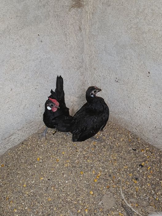 Casal de Galinhas de Java