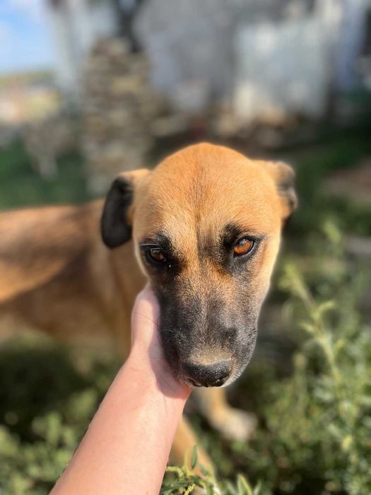 Отдам в хорошие руки