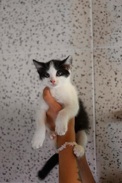 Kociaki do adopcji