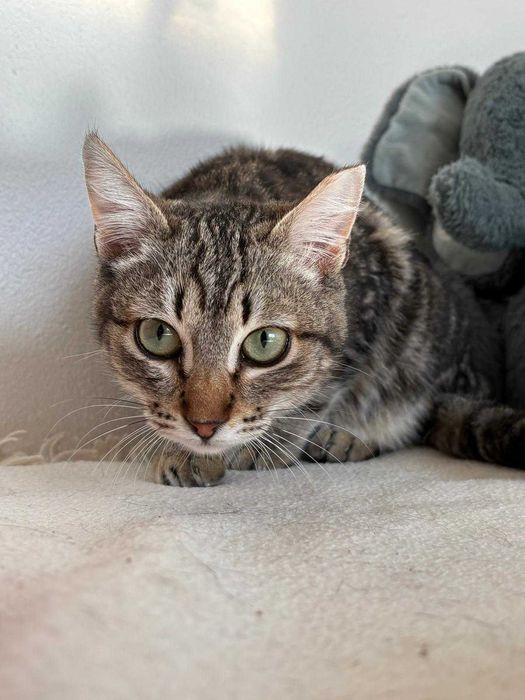 Gata para adoçao (Delta)