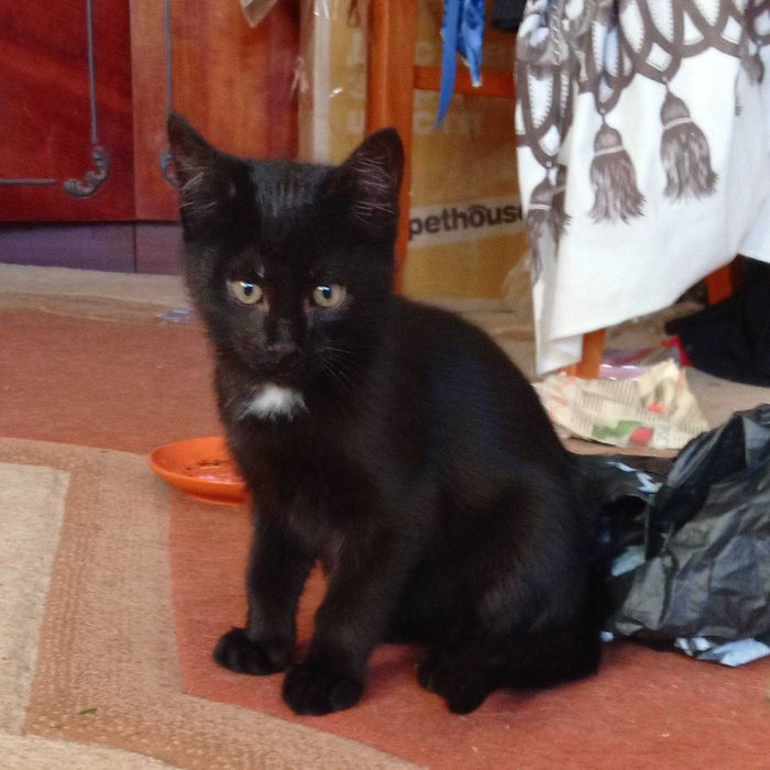 Котята в хорошие руки