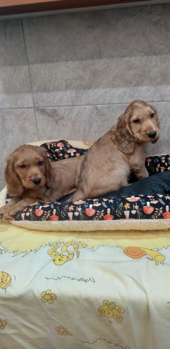 Cocker  spaniel  szczenię