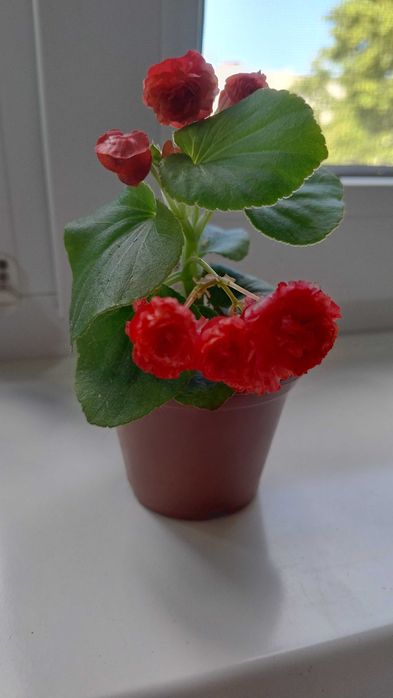 Бегония махровая вечноцветущая розовая, красная и белая