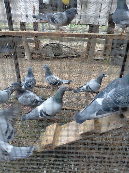 Gołębie pocztowe