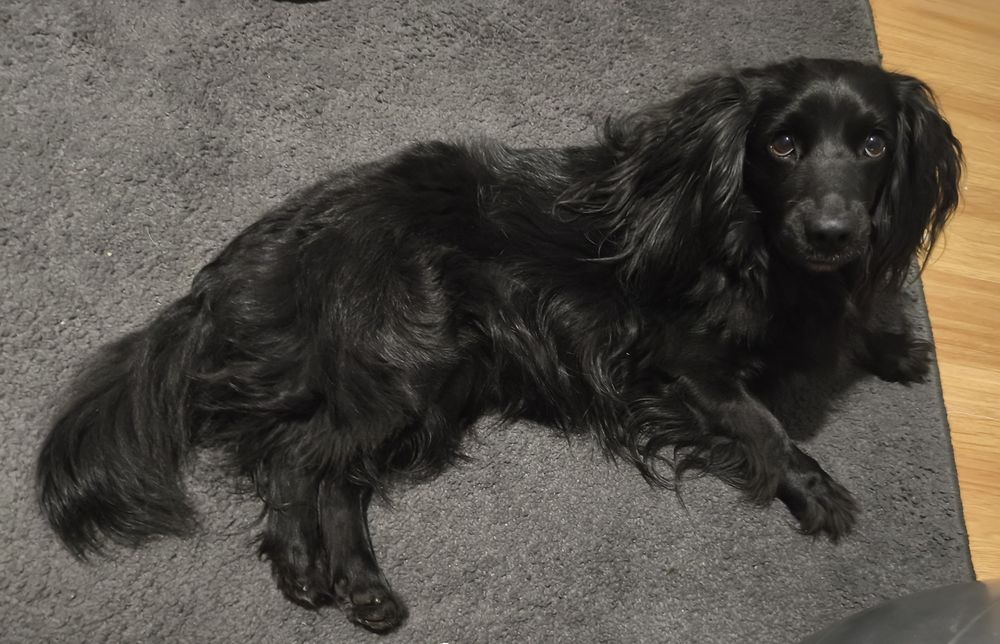 Dorosły Pies typu Cocker Spaniel lat 4