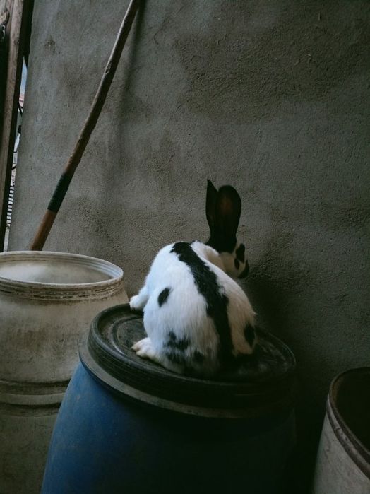 Sprzedam samce srokacze