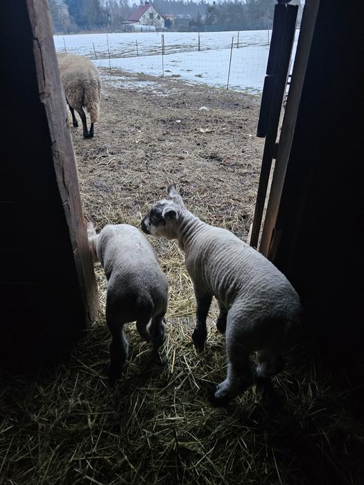 Sprzedam stado owiec