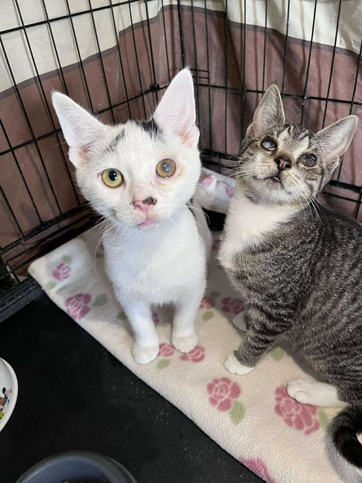 Nie mają szans na adopcję bo są brzydkie? :(