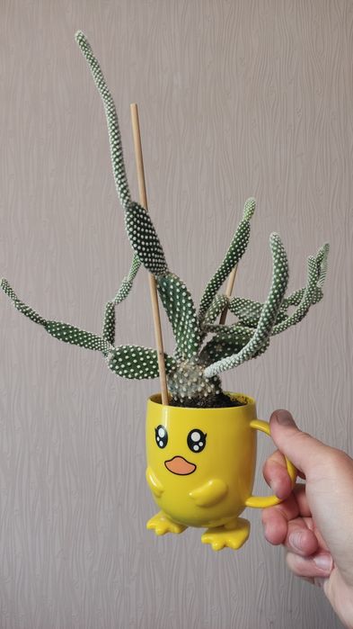 Кактус недорого в декоративному кашпо