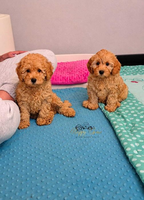 Pudel / cockapoo & pudel - cockapoo F1b