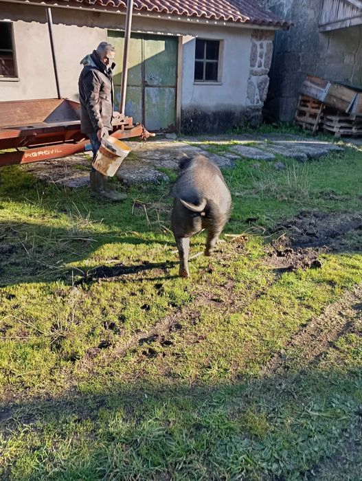 Porca para venda