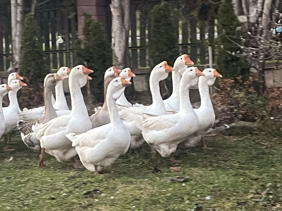 Gesi chomogora starszei mlode