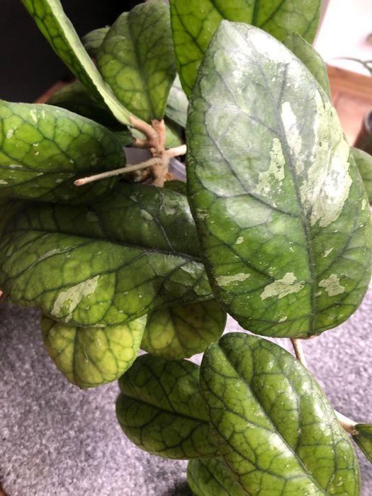 Hoya Gbl epc.260 duża rosnąca