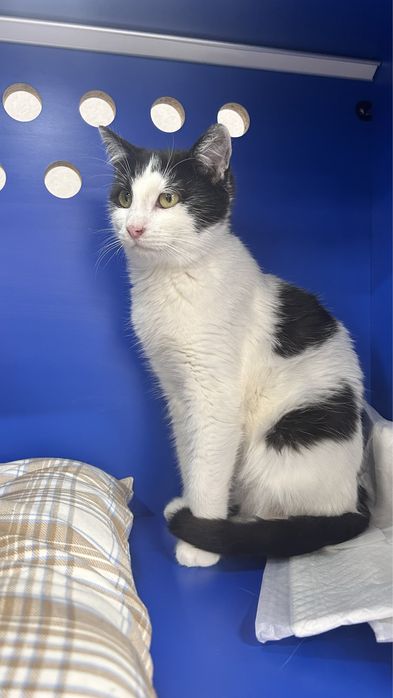 Мурзик ищет семью