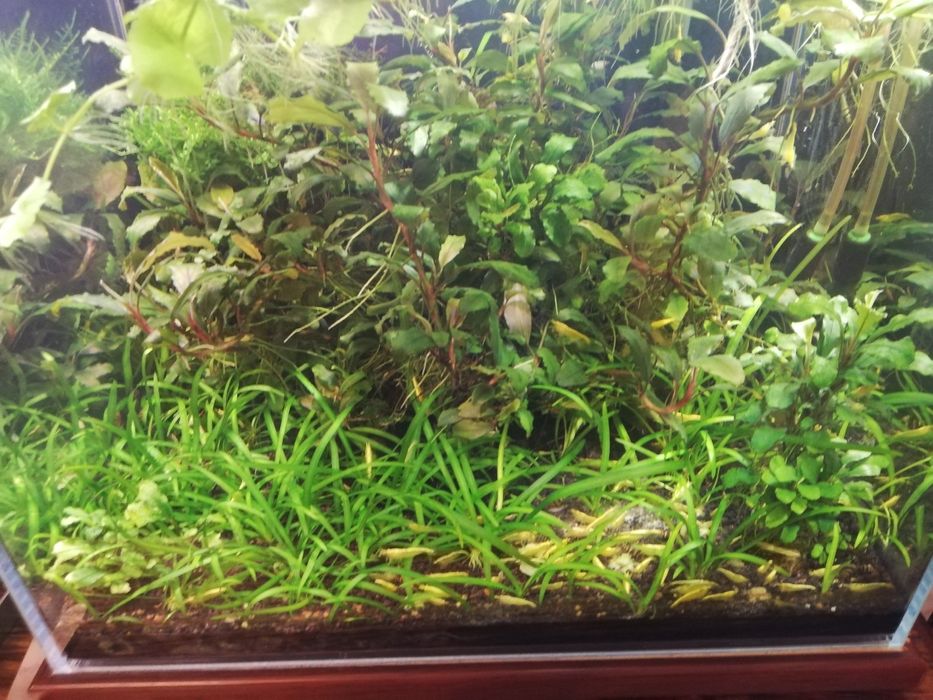 Krewetki krewetka yellow z pasem neonowym neonowa