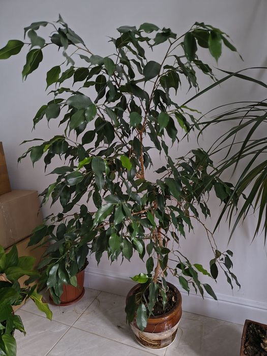 Вазонок фікус бенджаміна, 1.1м