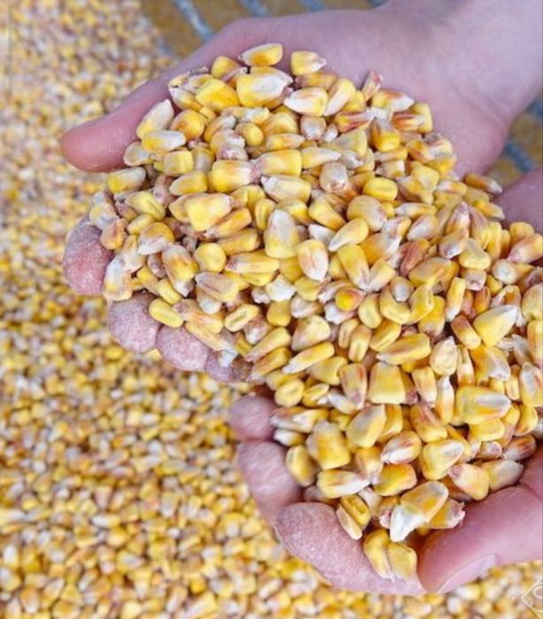Продам  якісну кукурузу