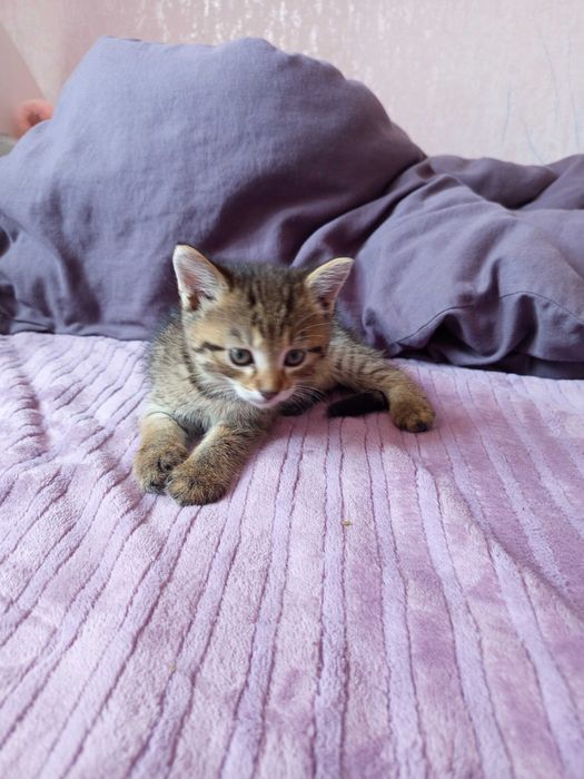 Кошенята як тигренята 1,5 місяця