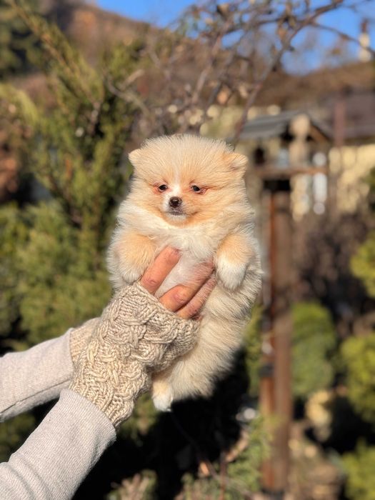 Шикарні цуцики Шпіци