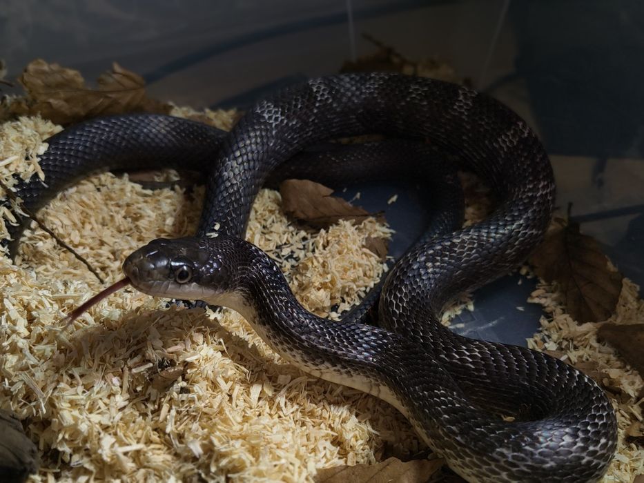 Wąż obsoletus nie zbożowy Samica texas black