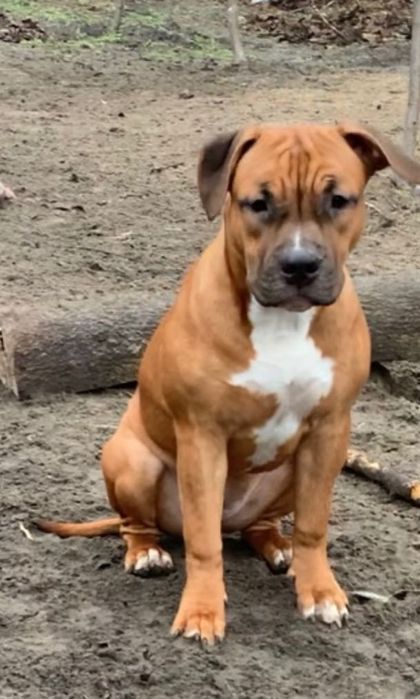 Чистокровний красень Амстафф